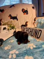 Maverick long hair, a male Miniature Dachshund for sale in Rainbow City, AL – Photo 3 of 7