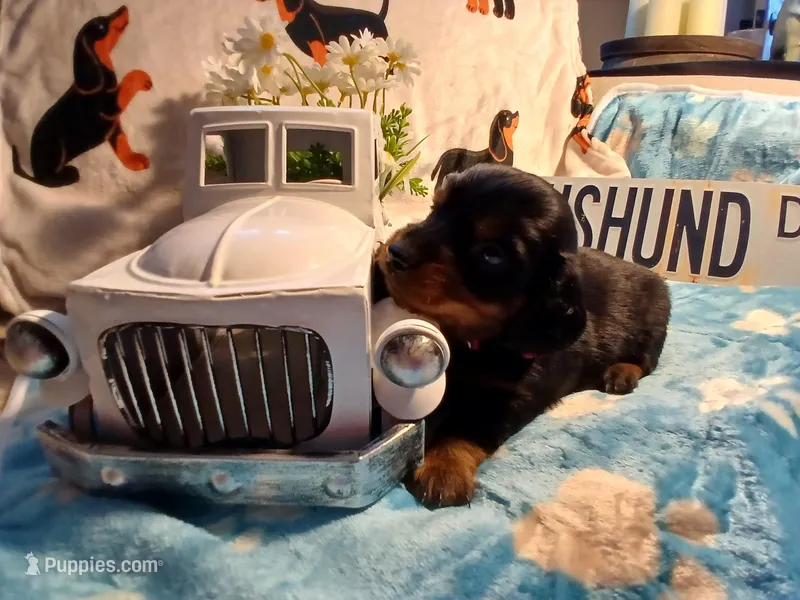 Maverick long hair, a male Miniature Dachshund for sale in Rainbow City, AL – Photo 1 of 7