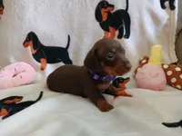 Kimber, a female Miniature Dachshund for sale in Rainbow City, AL – 6 of 10