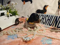 Phoenix -Long hair, a female Miniature Dachshund for sale in Rainbow City, AL – Photo 5 of 8