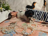 Phoenix -Long hair, a female Miniature Dachshund for sale in Rainbow City, AL – Photo 8 of 8