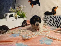 Phoenix -Long hair, a female Miniature Dachshund for sale in Rainbow City, AL – Photo 7 of 8