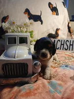 Phoenix -Long hair, a female Miniature Dachshund for sale in Rainbow City, AL – Photo 6 of 8