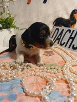 Phoenix -Long hair, a female Miniature Dachshund for sale in Rainbow City, AL – Photo 4 of 8