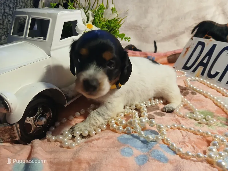 Phoenix -Long hair, a female Miniature Dachshund for sale in Rainbow City, AL – Photo 1 of 8