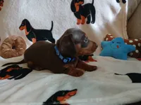 Colt, a male Miniature Dachshund for sale in Rainbow City, AL – 6 of 9
