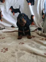 Jackson - Long hair, a male Miniature Dachshund for sale in Rainbow City, AL – 10 of 10