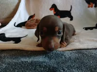 Savage, a male Miniature Dachshund for sale in Rainbow City, AL – 9 of 10