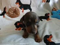 Colt, a male Miniature Dachshund for sale in Rainbow City, AL – 3 of 9