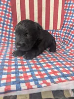 Rooster (AKC), a male Scottish Terrier for sale in Friendship, TN – 4 of 4