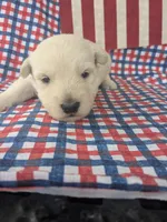 Henry (AKC), a male Scottish Terrier for sale in Friendship, TN – 3 of 3
