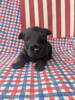 Frank (AKC), a male Scottish Terrier for sale in Friendship, TN – 5 of 6