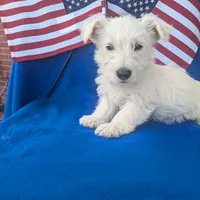 Frosty (AKC), a female Scottish Terrier for sale in Friendship, TN – Photo 4 of 4