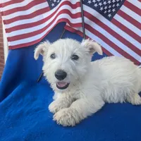 Frosty (AKC), a female Scottish Terrier for sale in Friendship, TN – Photo 2 of 4