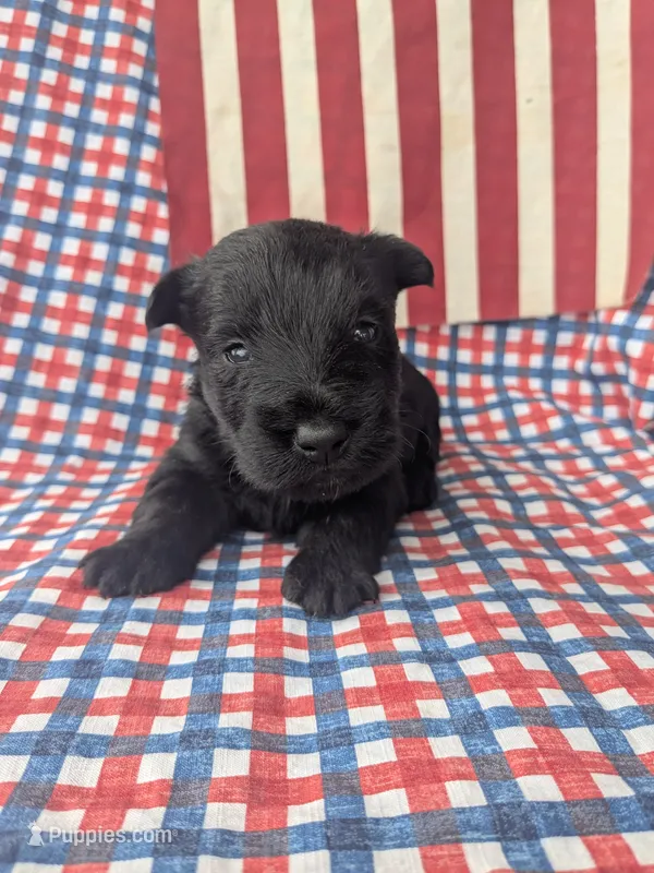 Rooster (AKC) – Scottish Terrier puppy for sale in Friendship, TN