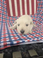 Henry (AKC), a male Scottish Terrier for sale in Friendship, TN – 2 of 3