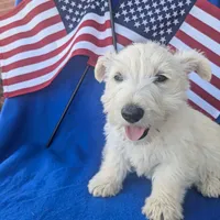 Muffin (AKC), a female Scottish Terrier for sale in Friendship, TN – Photo 5 of 5