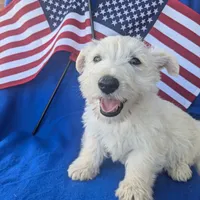 Muffin (AKC), a female Scottish Terrier for sale in Friendship, TN – Photo 4 of 5