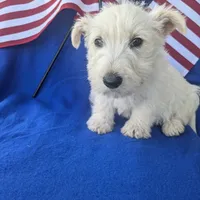 Muffin (AKC), a female Scottish Terrier for sale in Friendship, TN – Photo 3 of 5