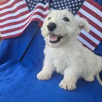 Muffin (AKC), a female Scottish Terrier for sale in Friendship, TN – Photo 2 of 5