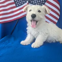 Muffin (AKC), a female Scottish Terrier for sale in Friendship, TN – Photo 1 of 5