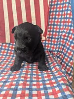 Frank (AKC), a male Scottish Terrier for sale in Friendship, TN – 6 of 6