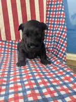 Frank (AKC), a male Scottish Terrier for sale in Friendship, TN – 4 of 6