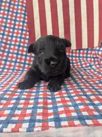 Rooster (AKC), a male Scottish Terrier for sale in Friendship, TN – 3 of 4