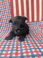 Rooster (AKC), a male Scottish Terrier for sale in Friendship, TN – 2 of 4
