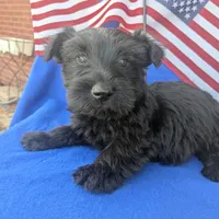 Rooster (AKC), a male Scottish Terrier for sale in Friendship, TN – Photo 2 of 7