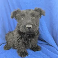 Rooster (AKC), a male Scottish Terrier for sale in Friendship, TN – Photo 4 of 7