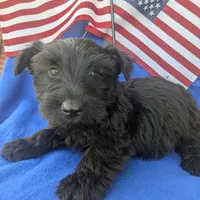 Rooster (AKC), a male Scottish Terrier for sale in Friendship, TN – Photo 5 of 7