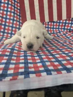 Frosty (AKC), a male Scottish Terrier for sale in Friendship, TN – 2 of 4
