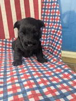 Frank (AKC), a male Scottish Terrier for sale in Friendship, TN – 3 of 6