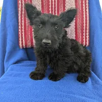 Frank (AKC), a female Scottish Terrier for sale in Friendship, TN – Photo 2 of 8