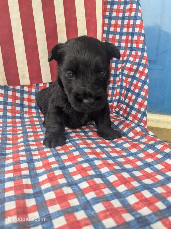 Frank (AKC) – Scottish Terrier puppy for sale in Friendship, TN