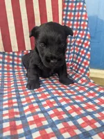 Frank (AKC), a male Scottish Terrier for sale in Friendship, TN – 1 of 6