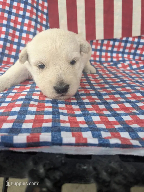 Henry (AKC) – Scottish Terrier puppy for sale in Friendship, TN