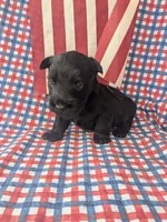 Frank (AKC), a male Scottish Terrier for sale in Friendship, TN – 2 of 6