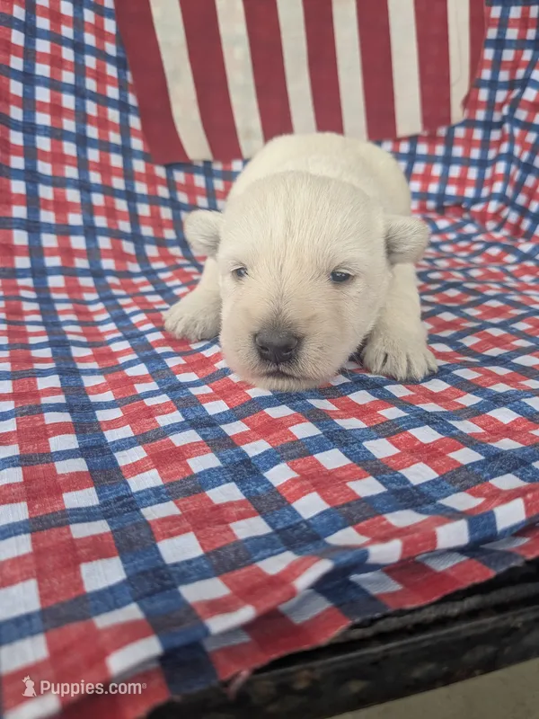 Frosty (AKC) – Scottish Terrier puppy for sale in Friendship, TN