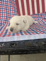 Frosty (AKC), a male Scottish Terrier for sale in Friendship, TN – 3 of 4