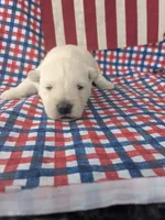 Frosty (AKC), a male Scottish Terrier for sale in Friendship, TN – 4 of 4