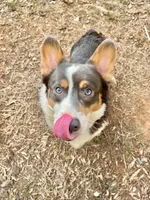 Charlie, a male Pembroke Welsh Corgi for sale in Hudson, NC – 3 of 3