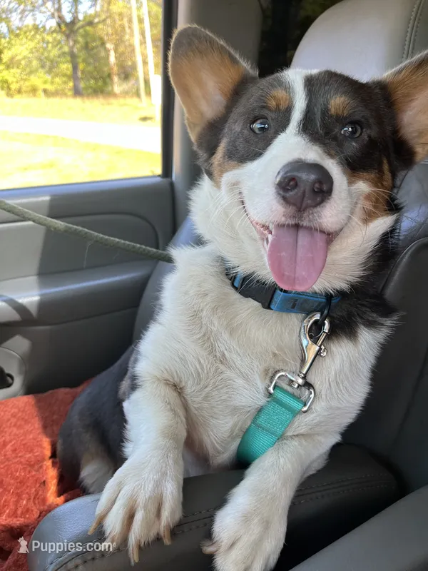 Charlie – Pembroke Welsh Corgi puppy for sale in Hudson, NC