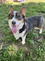 Charlie, a male Pembroke Welsh Corgi for sale in Hudson, NC – 2 of 3
