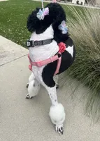 Luna, a female Goldendoodle for sale in Modesto, CA – 3 of 5