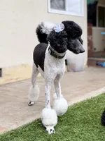 Luna, a female Goldendoodle for sale in Modesto, CA – 1 of 5