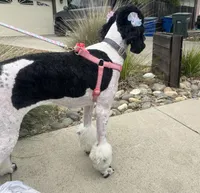 Luna, a female Goldendoodle for sale in Modesto, CA – 4 of 5