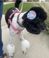 Luna, a female Goldendoodle for sale in Modesto, CA – 2 of 5