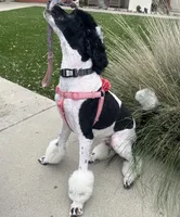 Luna, a female Goldendoodle for sale in Modesto, CA – 5 of 5